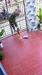 Cachorro caramelo viraliza ao receber encomendas de motoboy