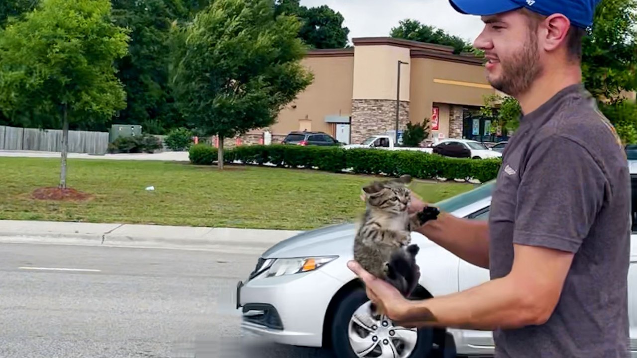Dad Who Doesn't Like Cats Saves A Kitten At A Traffic Stop
