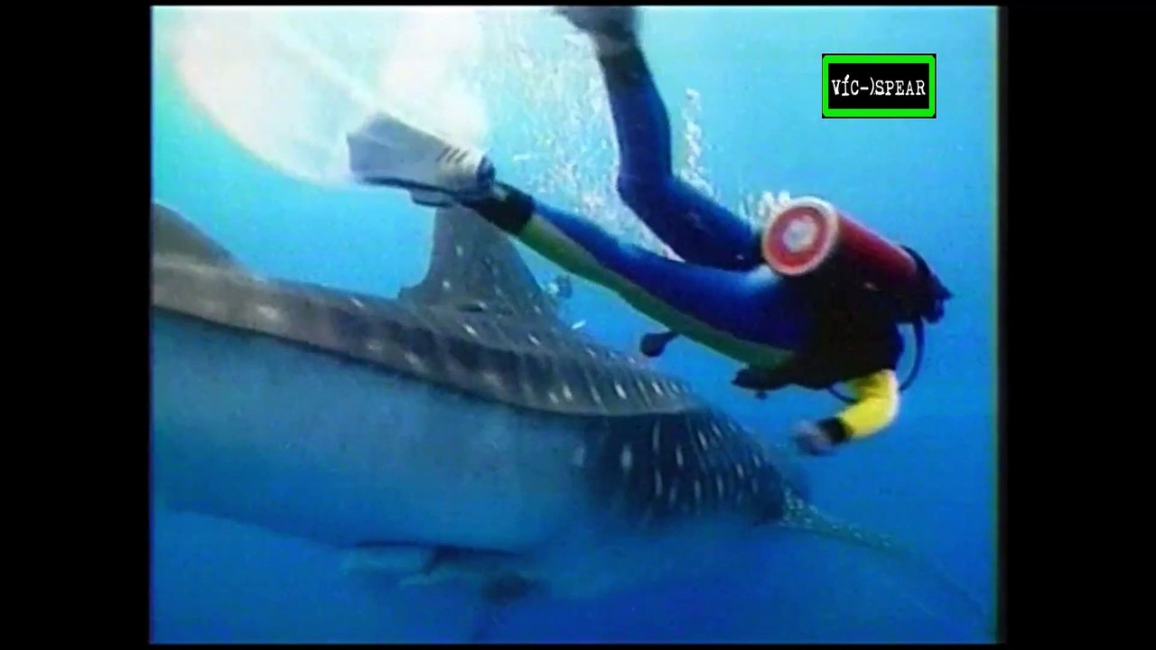 Matar para vivir: Tiburones, tiburones..! - Documental (1997) - Español Latino - Episodio 10