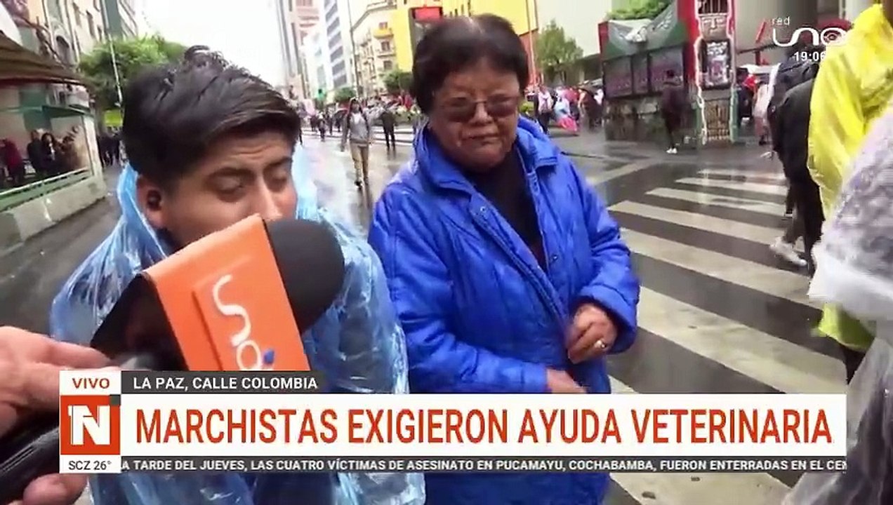 perrito