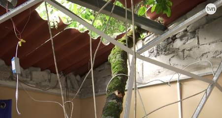 Árbol cae sobre dos residencias