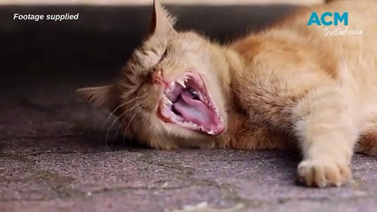 RSPCA highlight the role pets play in domestic...