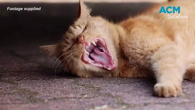 RSPCA highlight the role pets play in domestic violence from control to being victims