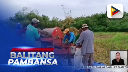 Produksiyon ng bigas sa Ilocos Norte, bumaba dahil sa sunod-sunod na bagyo