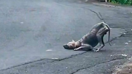 Dinosaur-Looking Animal Transforms Into The Happiest Boy
