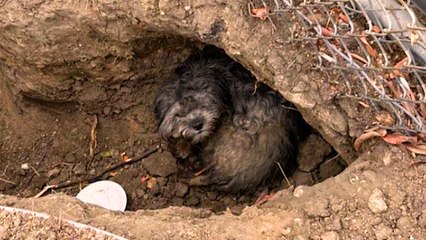 This Stray Was So Matted You Couldn't See His Tail