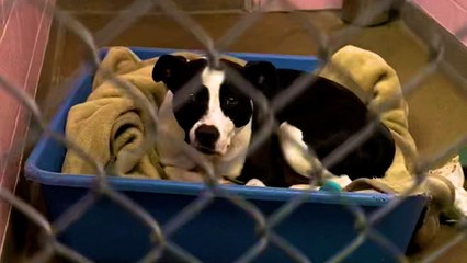 Sad Pittie's Been Watching Other Dogs Find Homes For Over 700 Days