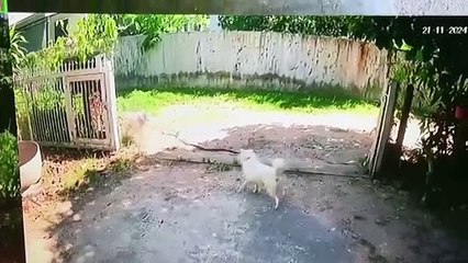 ปกป้องบ้านเจ้านาย!! 2 สุนัขแสนรู้ไล่กัดงูที่เลื้อยเข้าบ้านจนตาย  (มีคลิป)