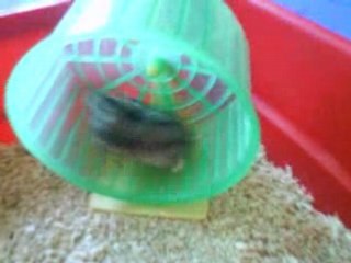 MON  HAMSTER