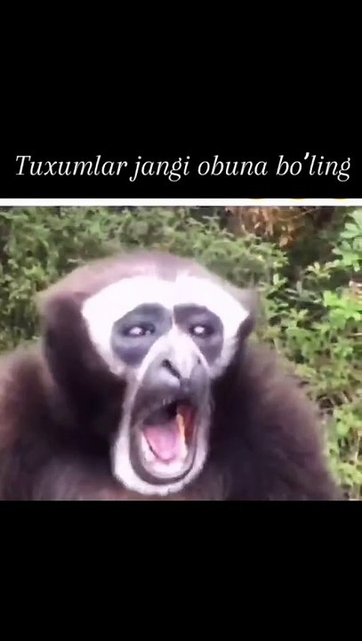funny movement