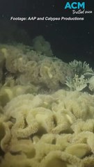 Great Barrier Reef coral spawning gets a helping hand