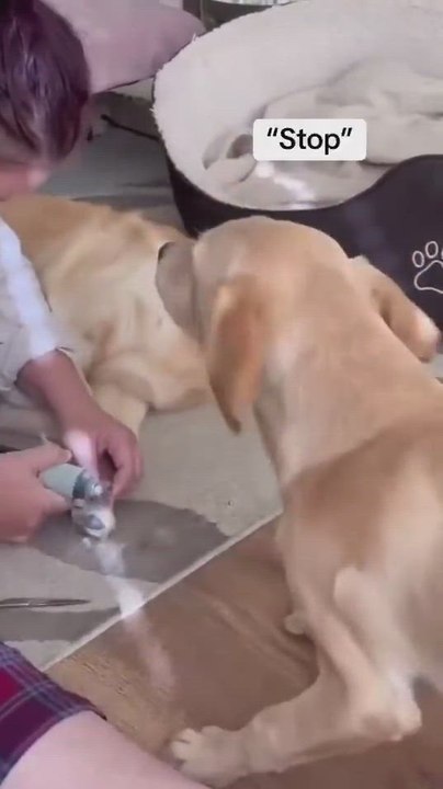 Un pequeño cachorro de Golden Retriever intenta proteger a su hermana mayor cuando cree que está en peligro y su reacción final encoge el corazón