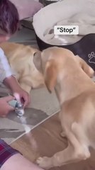 Un pequeño cachorro de Golden Retriever intenta proteger a su hermana mayor cuando cree que está en peligro y su reacción final encoge el corazón