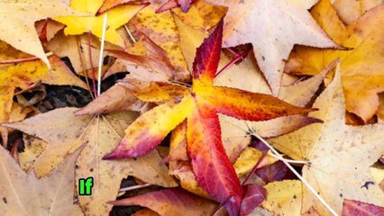 Top 10 Tips to Fight Mold Allergies and Breathe Easy!