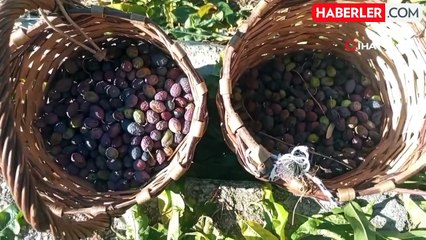 Artvin'de Ödüllü Butko Zeytini Hasadı Devam Ediyor