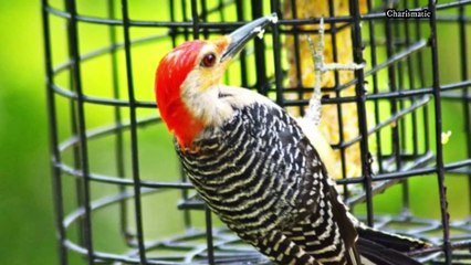 Red-bellied woodpecker feathers