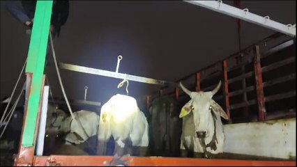गौवंशो से भरे एक ट्रक को पकड़ा