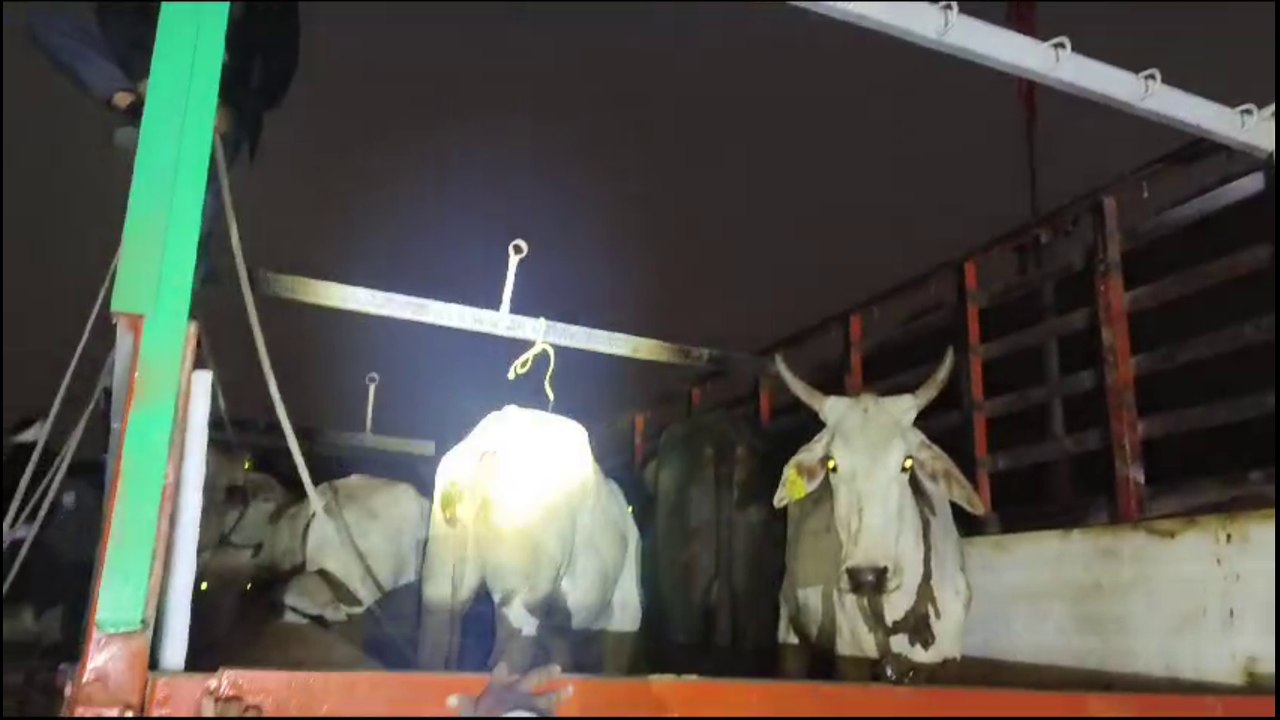 गौवंशो से भरे एक ट्रक को पकड़ा