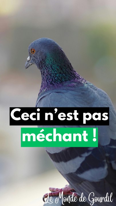 Les pigeons sont mal aimés ?