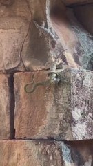 La lucha de un lagarto para salvar a su hermano después de que una serpiente lo atrapara