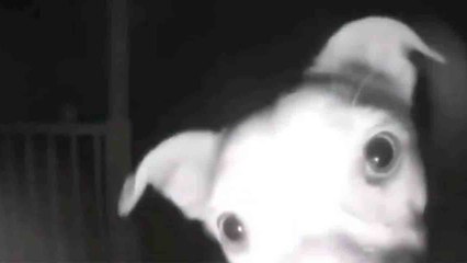 Video: Omistajat unohtavat koiran ulos, ja se soittaa ovikelloa... aamukahdelta!