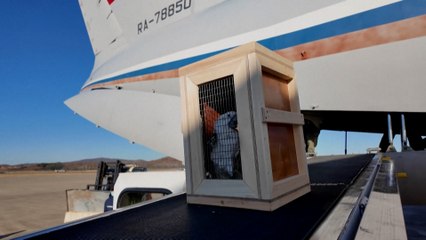 Russland schenkt Nordkorea Bären, Vögel und einen Löwen