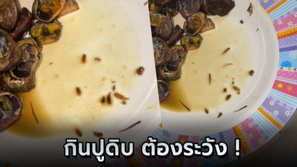 สยอง บางสิ่งออกมาจากตัวปูดิบ กระดืบ กระดืบ เต็มจาน ที่แท้ปลิงเข็ม