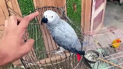 shehar mein dehat ep 93 2024 animal mini zoo Finally Hmare Pigeons K Lye New Boxes Bn Gae Ab Ye in Main Ande Den Gy😍