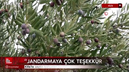 Kilis'te zeytin bahçeleri jandarmaya emanet