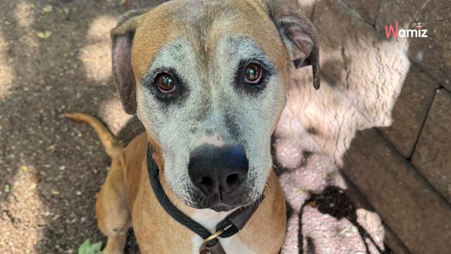 Trouvée dans une maison de l’horreur, une chienne de 12 ans attend de taper dans l’oeil d’une famille