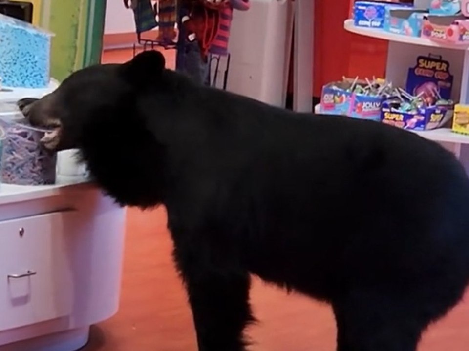 Bär spaziert durch Süßwarenladen: Behörden reagieren alarmiert