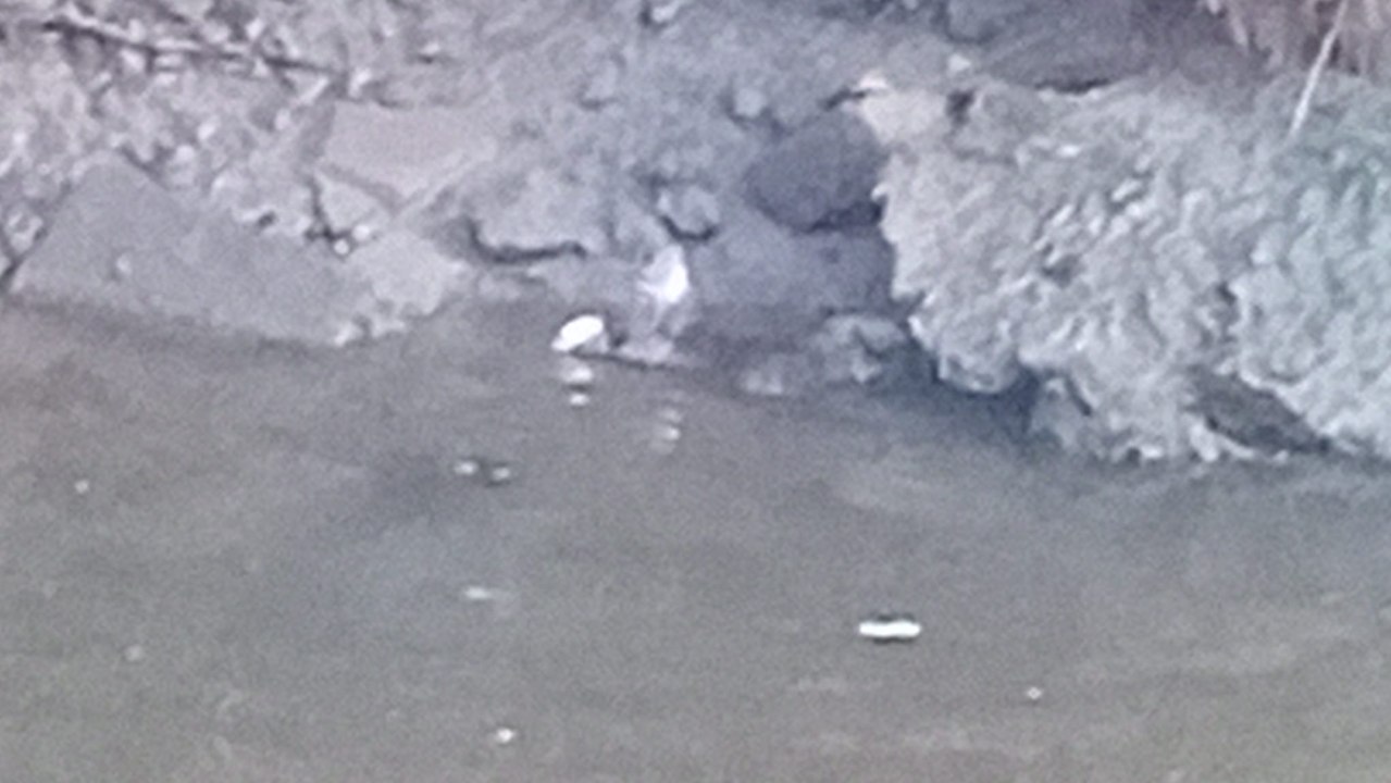 An otter (madra uisce) tucking into a fluke (leith) for her/his breakfast in the Pennyburn in Derry on November 22, 2024