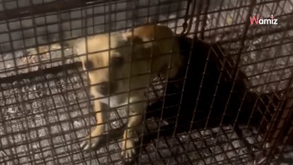 Des agents pénitentiaires détectent un intrus : 15 jours plus tard, ils sont obligés de demander de l’aide