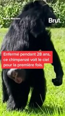 Un chimpanzé remis en liberté après 28 ans en captivité