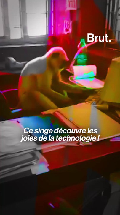 En Inde, les singes jouent à l'ordinateur