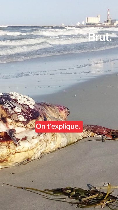 La faune marine de Gabès menacée par la pollution