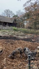 LES PLUS MIGNONS habitants de Skansen