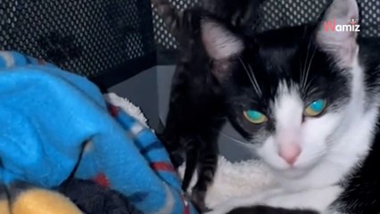 « Est-ce normal ? » : ce que fait un chaton 2H après sa naissance interpelle 328,9K internautes (vidéo)