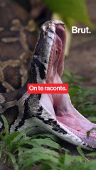 Nous pourrions bientôt manger du python