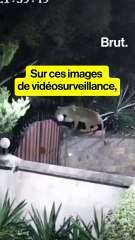 Une lionne kidnappe un chien de 75kg