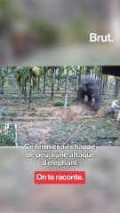Cet agriculteur se fait attaquer par un éléphant