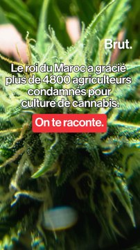 Le roi du Maroc a gracié plus de 4000 agriculteurs impliqués dans la culture de cannabis.