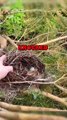 SAVING NEST! #animalstories #animals #animalrescue