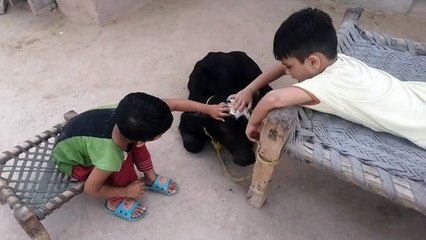 playing with cow baby