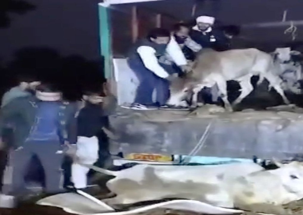 गो रक्षकों की मुस्तैदी से पुलिस ने पकड़ा 24 गोव...