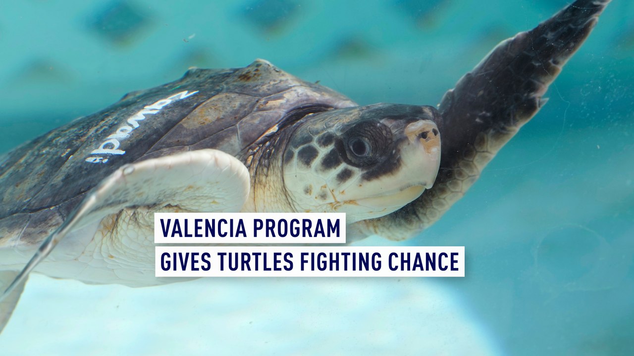 Valencia program gives turtles fighting chance