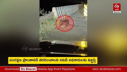 మెదక్​లో అర్థరాత్రి మొసలి కలకలం - సోషల్​ మీడియాలో వైరల్​