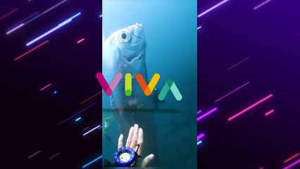 NGERI! 'Ikan Kiamat' Oarfish Kembali Terdampar, Pertanda?