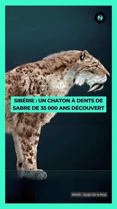 🦖 Un chaton à dents de sabre, datant d’il y a 35 000 ans, a été retrouvé parfaitement conservé en Sibérie. 🧊