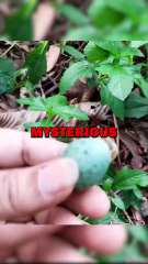 MYSTERY EGG! #animals #animalstories #animalrescue #cute